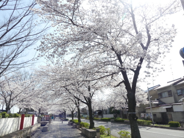 東院の道の桜の様子